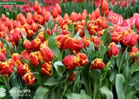 Tulipa Bright Parrot (2)